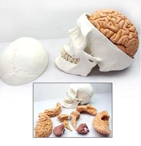 인체 두개골/뇌 모형(8pcs/1:1)R
