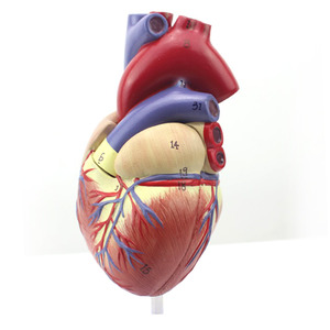 인체 심장 모형(1:1) R