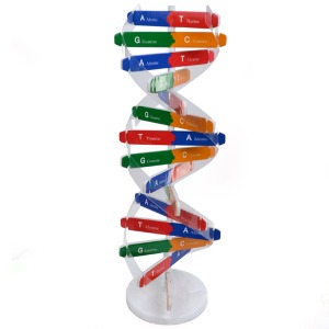 DNA이중나선 입체모형 만들기R