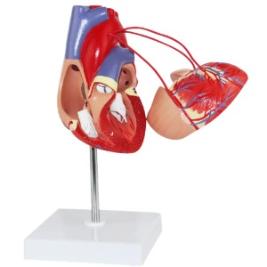 인체 심장 우회 해부학 모형(1:1)R