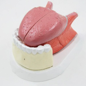 인체 혀 해부학 모형(4pcs)R