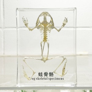 개구리 뼈 표본 R