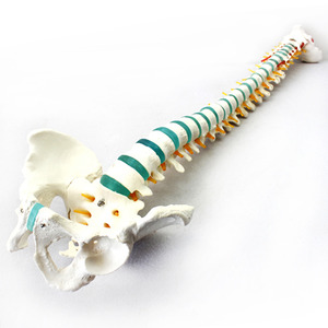 인체 골반 척추모형 R