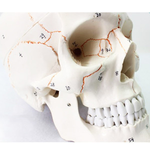인체 두개골 모형(일반형) R